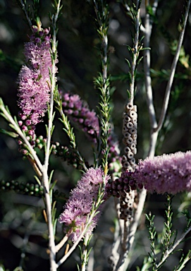 APII jpeg image of Melaleuca hamulosa  © contact APII