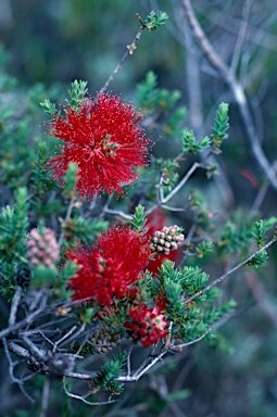 APII jpeg image of Beaufortia bracteosa  © contact APII