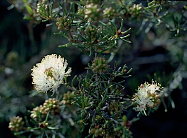 APII jpeg image of Melaleuca urceolaris  © contact APII