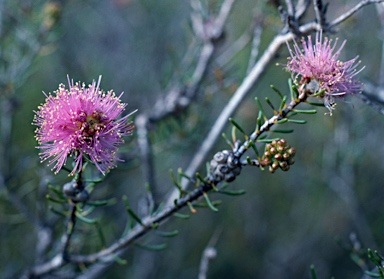 APII jpeg image of Melaleuca leuropoma  © contact APII