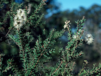 APII jpeg image of Melaleuca sieberi  © contact APII