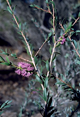 APII jpeg image of Melaleuca laxiflora  © contact APII