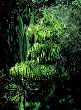 APII jpeg image of Podocarpus grayae  © contact APII