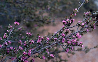 APII jpeg image of Kunzea jucunda x Kunzea preissiana  © contact APII