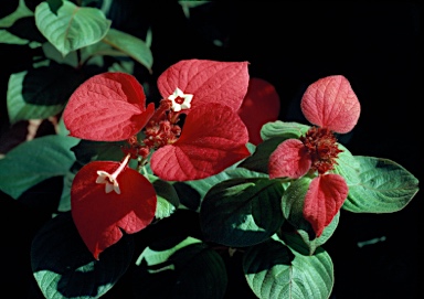 APII jpeg image of Mussaenda erythrophylla  © contact APII