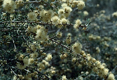 APII jpeg image of Melaleuca brophyi  © contact APII