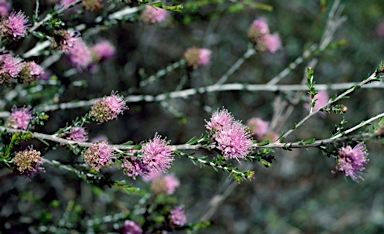 APII jpeg image of Kunzea micrantha subsp. oligandra  © contact APII