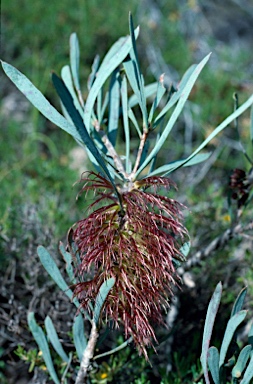 APII jpeg image of Calothamnus planifolius  © contact APII