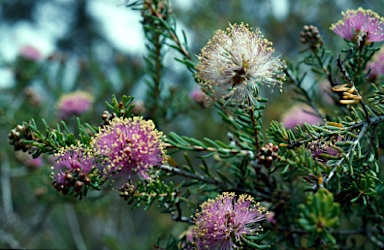 APII jpeg image of Melaleuca tuberculata var. tuberculata  © contact APII