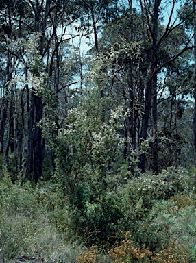 APII jpeg image of Leptospermum brevipes  © contact APII