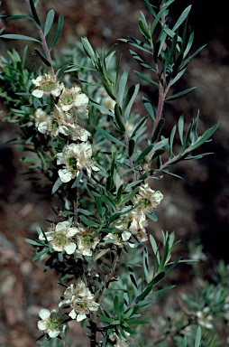 APII jpeg image of Leptospermum lanigerum  © contact APII