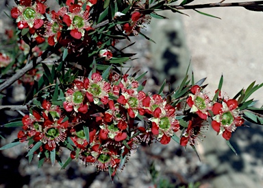 APII jpeg image of Leptospermum spectabile  © contact APII