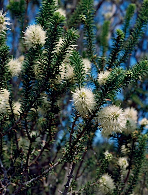 APII jpeg image of Melaleuca viminea  © contact APII