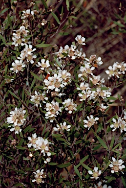 APII jpeg image of Leptospermum whitei  © contact APII