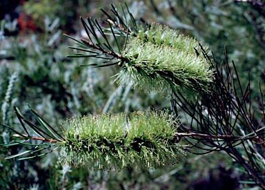 APII jpeg image of Callistemon pinifolius  © contact APII