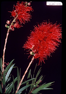 APII jpeg image of Callistemon viminalis 'Captain Cook'  © contact APII