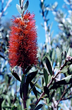 APII jpeg image of Callistemon 'Bronze Wing'  © contact APII