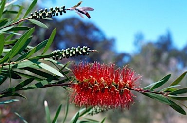 APII jpeg image of Callistemon 'Kempsey'  © contact APII