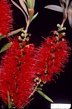 APII jpeg image of Callistemon 'Harkness'  © contact APII