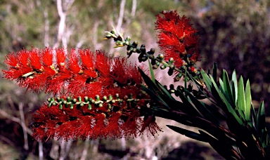 APII jpeg image of Callistemon 'Reliance'  © contact APII