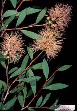 APII jpeg image of Callistemon pallidus 'Father Christmas'  © contact APII