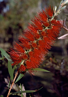 APII jpeg image of Callistemon 'Wauchope Selection'  © contact APII