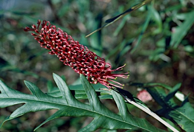 APII jpeg image of Grevillea 'Taminga'  © contact APII