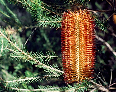 APII jpeg image of Banksia ericifolia  © contact APII