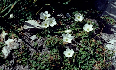 APII jpeg image of Oxalis lactea  © contact APII