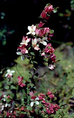 APII jpeg image of Boronia rhomboidea  © contact APII