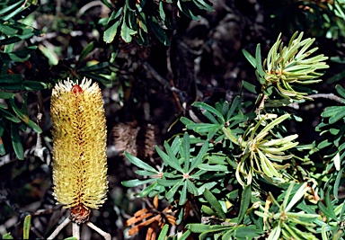 APII jpeg image of Banksia marginata  © contact APII