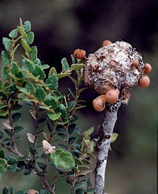 APII jpeg image of Nothofagus cunninghamii,<br/>Cyttaria gunnii  © contact APII