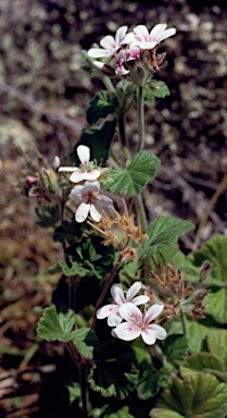 APII jpeg image of Pelargonium australe  © contact APII