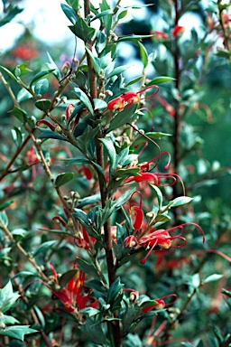 APII jpeg image of Grevillea tripartita subsp. macrostylis  © contact APII