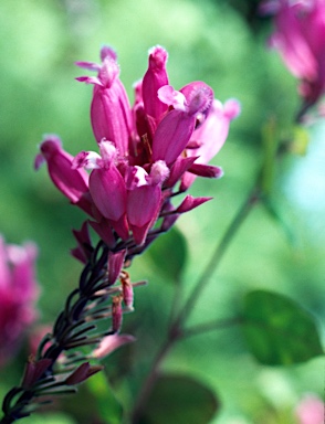 APII jpeg image of Salvia involucrata  © contact APII