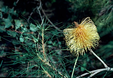 APII jpeg image of Banksia tricuspis  © contact APII