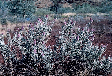 APII jpeg image of Ptilotus rotundifolius  © contact APII