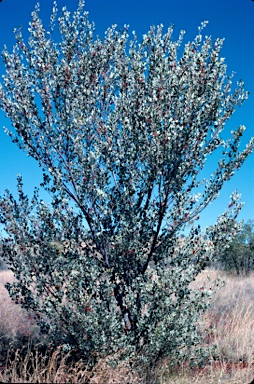 APII jpeg image of Grevillea wickhamii  © contact APII