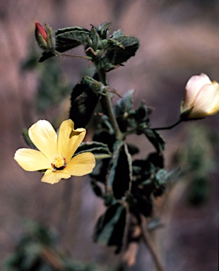 APII jpeg image of Abutilon oxycarpum  © contact APII