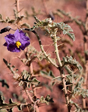 APII jpeg image of Solanum petrophilum  © contact APII