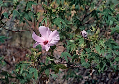 APII jpeg image of Gossypium robinsonii  © contact APII