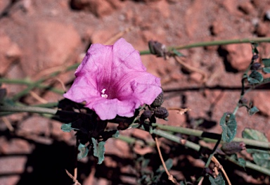 APII jpeg image of Ipomoea muelleri  © contact APII