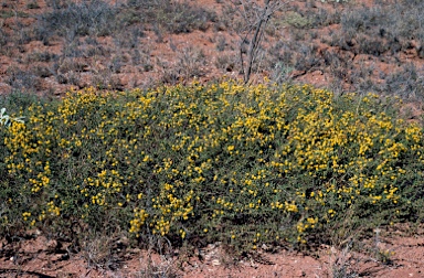 APII jpeg image of Acacia maitlandii  © contact APII