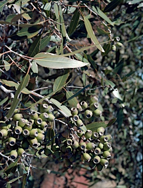 APII jpeg image of Corymbia zygophylla  © contact APII