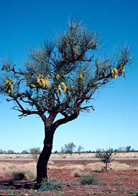 APII jpeg image of Hakea lorea  © contact APII