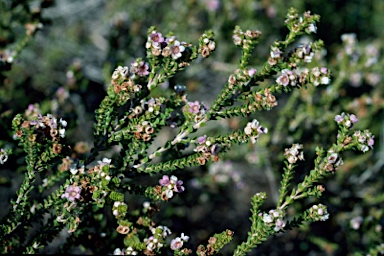 APII jpeg image of Thryptomene baeckeacea  © contact APII