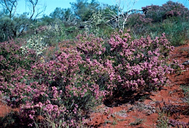 APII jpeg image of Calytrix truncatifolia  © contact APII