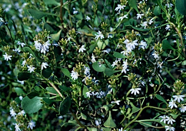 APII jpeg image of Scaevola crassifolia  © contact APII