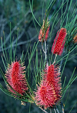 APII jpeg image of Hakea bucculenta  © contact APII