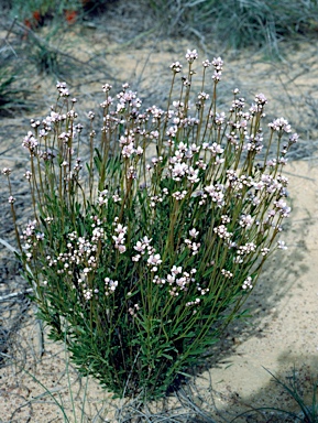 APII jpeg image of Boronia spathulata  © contact APII